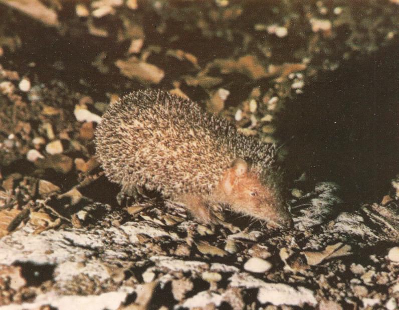 Tenrec erizo común