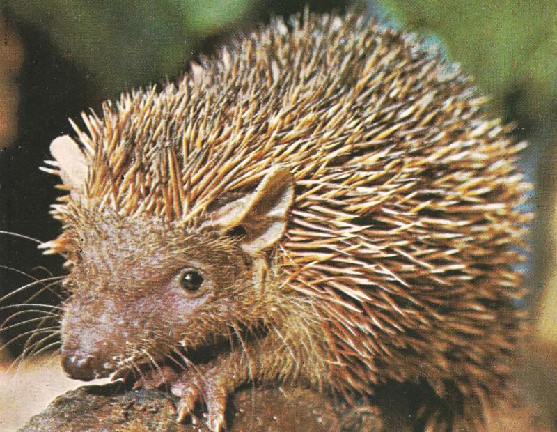 Tenrec