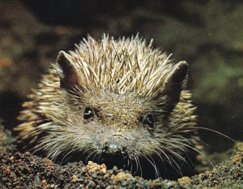 Tenrec vulgar