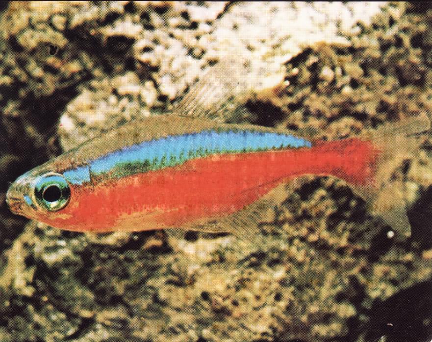 Tetra cardenal