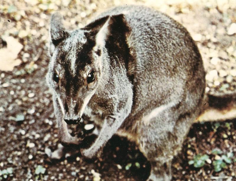 Tilogalo de Nueva Guinea