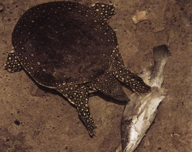 Tortuga blanda africana