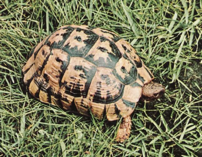 Tortuga Graeca